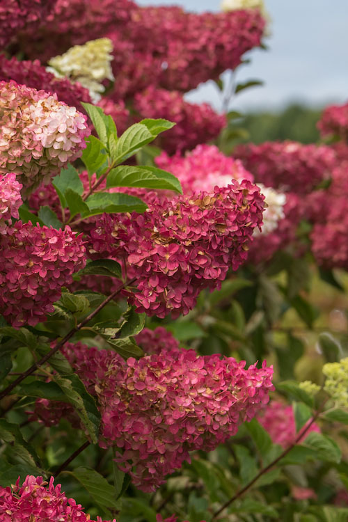  Berry White Panicle Hydrangea - 3 Gallon Pot