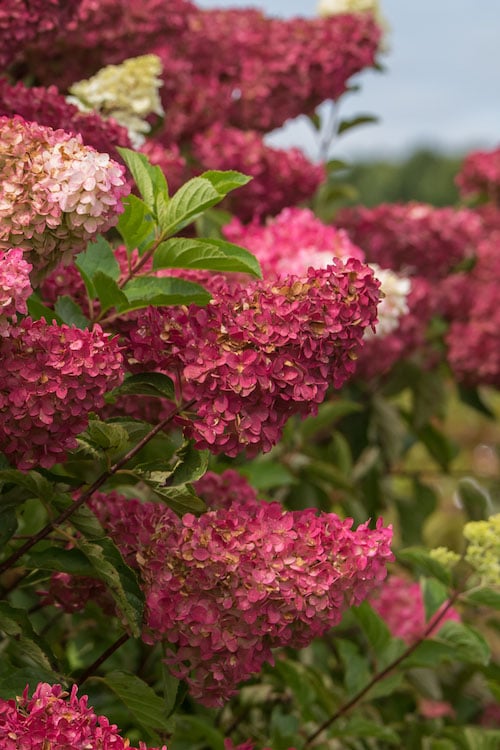  Berry White Panicle Hydrangea - 3 Gallon Pot
