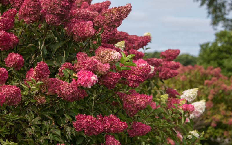  Berry White Panicle Hydrangea - 3 Gallon Pot