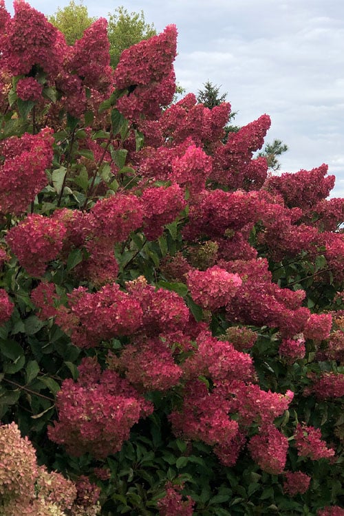  Berry White Panicle Hydrangea - 3 Gallon Pot
