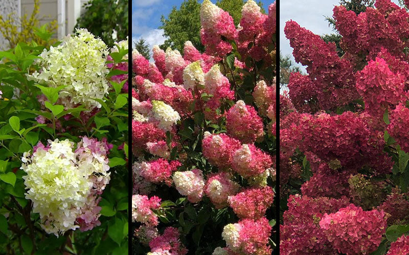  Berry White Panicle Hydrangea - 3 Gallon Pot