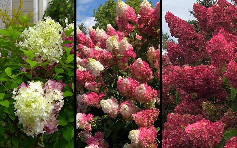  Berry White Panicle Hydrangea - 3 Gallon Pot