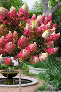  Berry White Hydrangea - Single Trunk Tree Form - 3 Gallon Pot