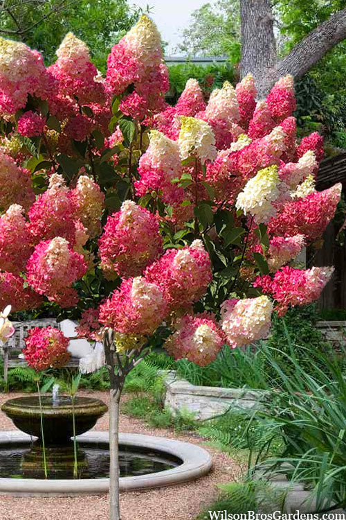 Berry White Hydrangea - Single Trunk Tree Form - 7 Gallon Pot (4-5')