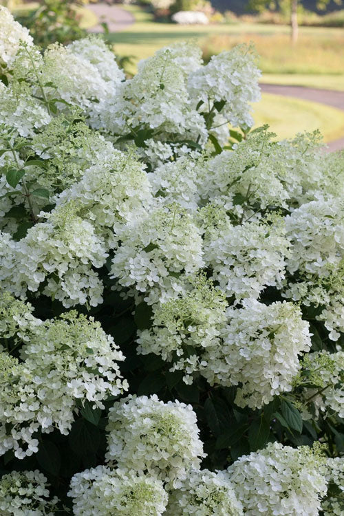  Bobo Hydrangea - 3 Gallon Pot