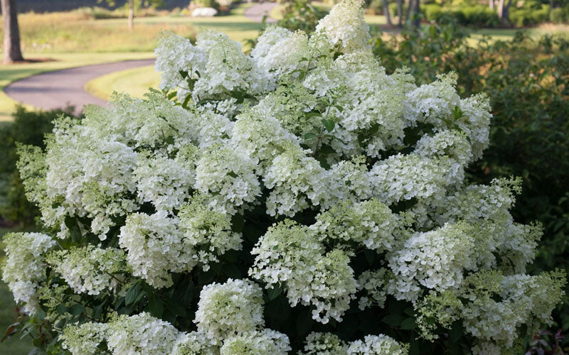  Bobo Hydrangea - 3 Gallon Pot