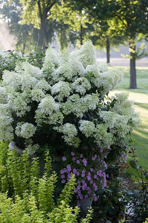  Bobo Hydrangea - 3 Gallon Pot
