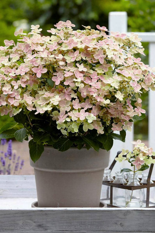 Early Evolution Hydrangea - 1 Gallon Pot