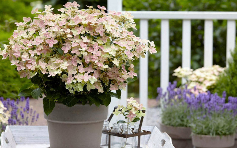  Early Evolution Hydrangea - 6 Pack Of 1 Gallon Pots