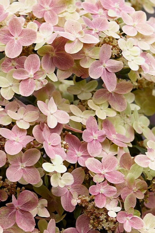  Early Evolution Hydrangea - 1 Gallon Pot