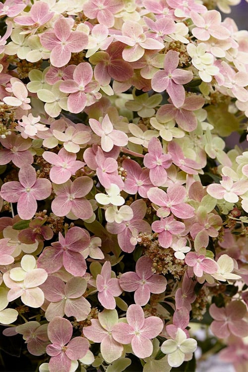  Early Evolution Hydrangea - 1 Gallon Pot