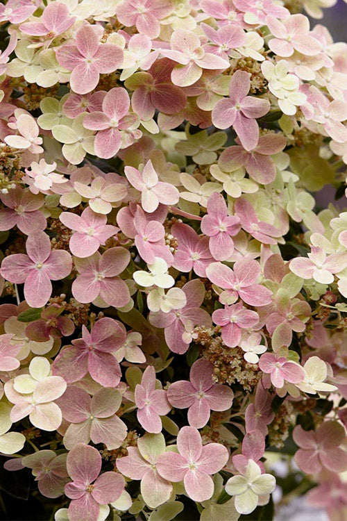  Early Evolution Hydrangea - 6 Pack Of 1 Gallon Pots