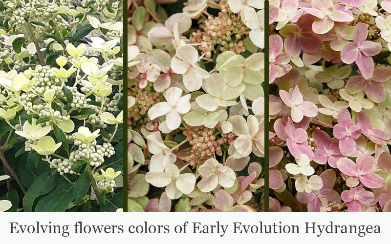 Early Evolution Hydrangea - 6 Pack Of 1 Gallon Pots