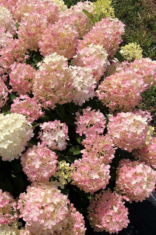  Fire Light Tidbit Hydrangea - 3 Gallon Pot