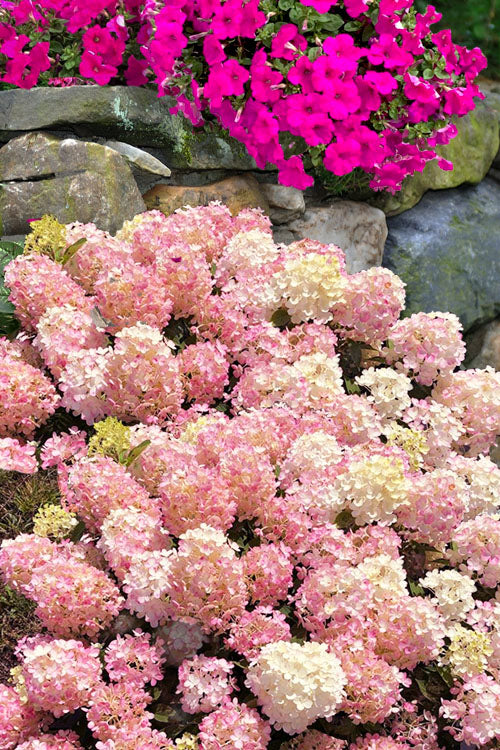  Fire Light Tidbit Hydrangea - 3 Gallon Pot
