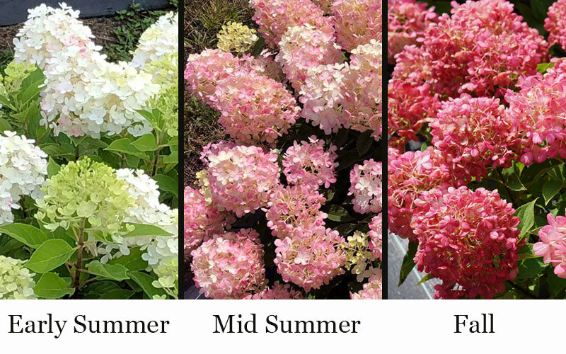  Fire Light Tidbit Hydrangea - 3 Gallon Pot
