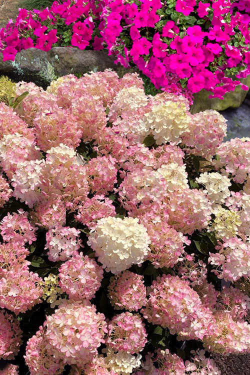  Fire Light Tidbit Hydrangea - 3 Gallon Pot