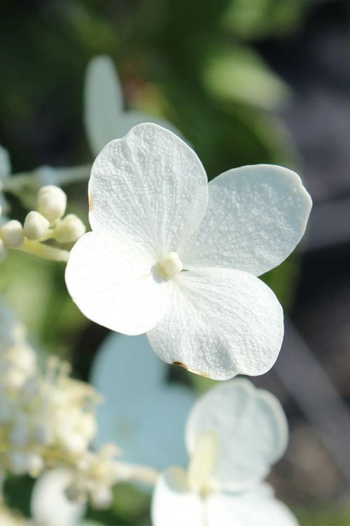  Kyushu Hydrangea - 3 Gallon Pot