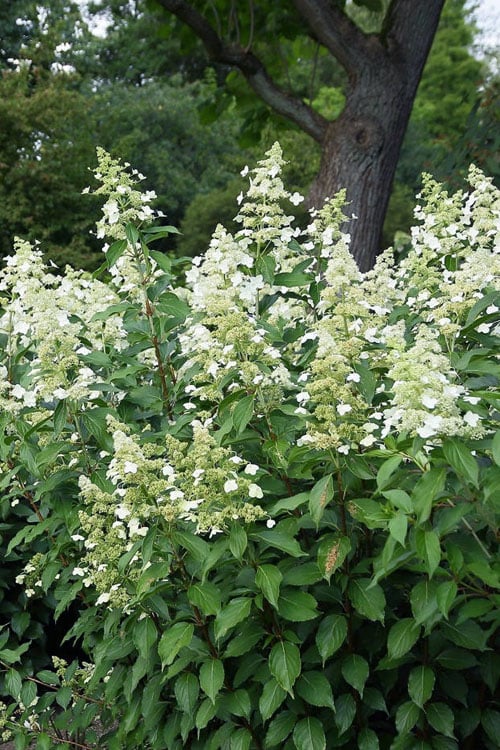  Kyushu Hydrangea - 3 Gallon Pot