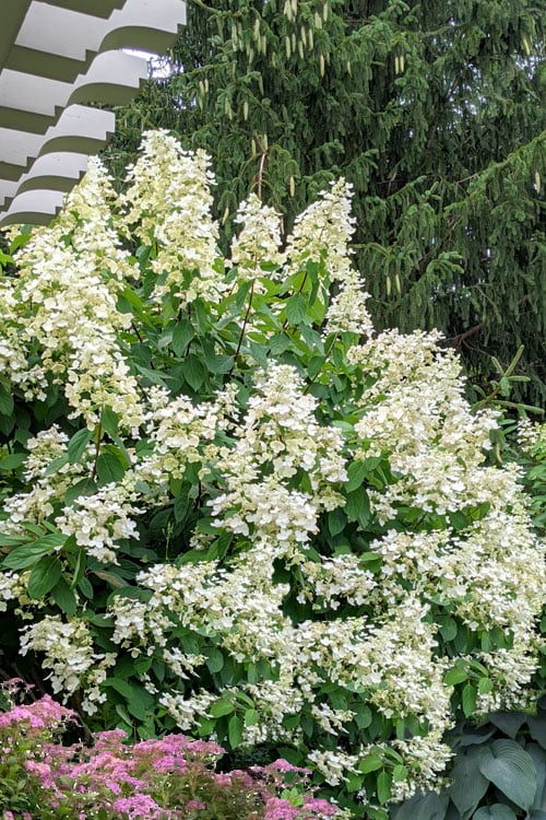  Kyushu Hydrangea - 3 Gallon Pot