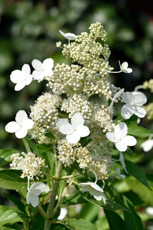  Kyushu Hydrangea - 3 Gallon Pot