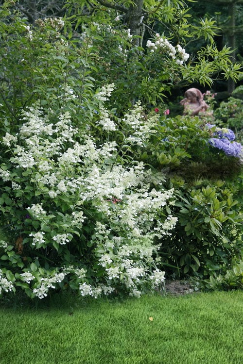  Kyushu Hydrangea - 3 Gallon Pot