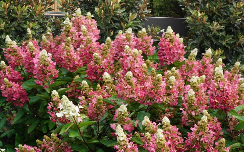  Flare Hydrangea - 3 Gallon Pot