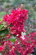  Flare Hydrangea - 3 Gallon Pot