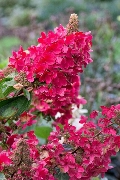  Flare Hydrangea - 3 Gallon Pot