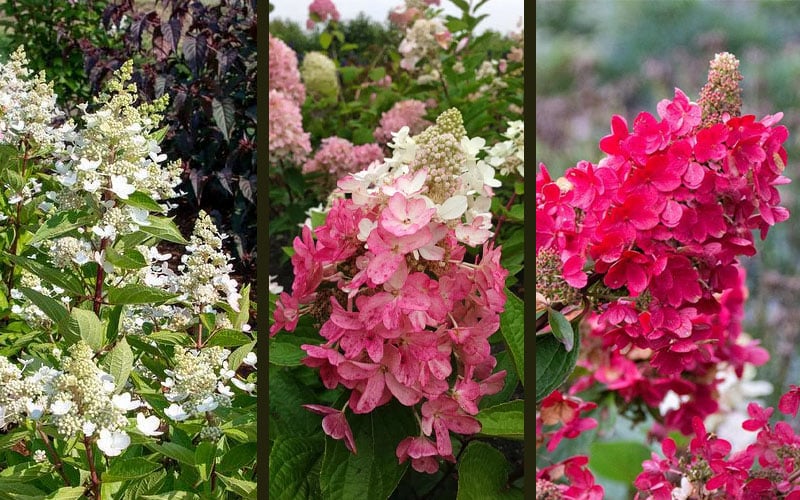  Flare Hydrangea - 3 Gallon Pot