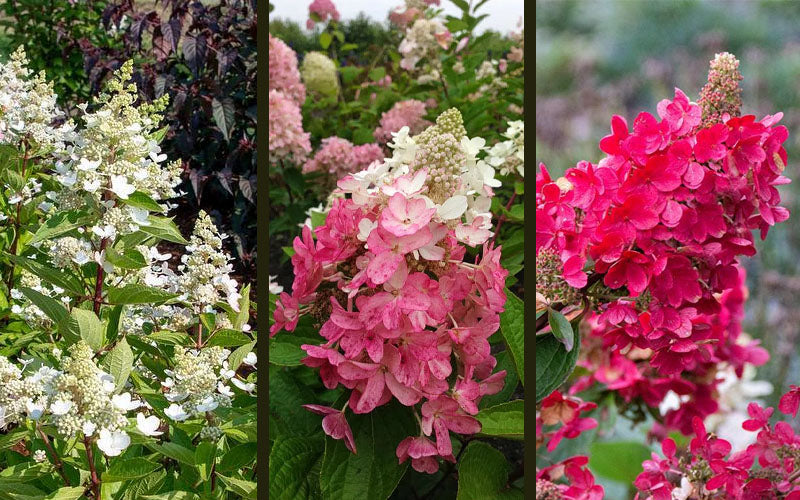  Flare Hydrangea - 3 Gallon Pot