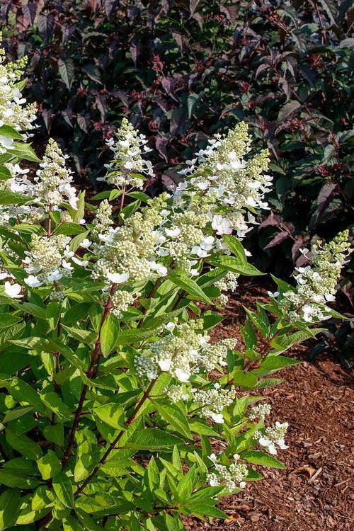  Flare Hydrangea - 3 Gallon Pot