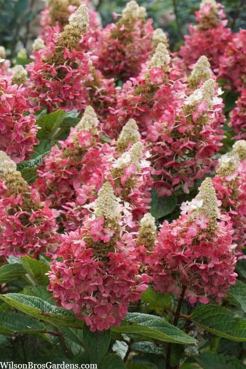  Flare Hydrangea - 3 Gallon Pot