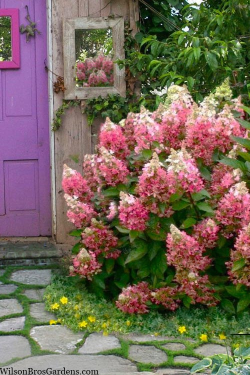  Flare Hydrangea - 3 Gallon Pot