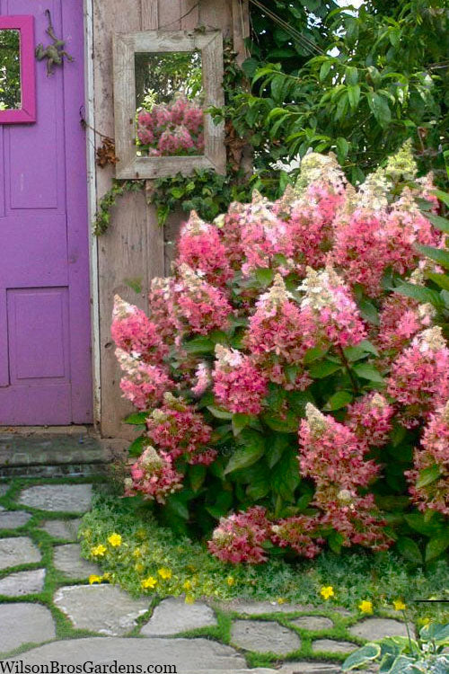  Flare Hydrangea - 3 Gallon Pot