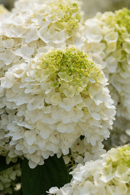 Little Hottie Hydrangea - 3 Gallon Pot