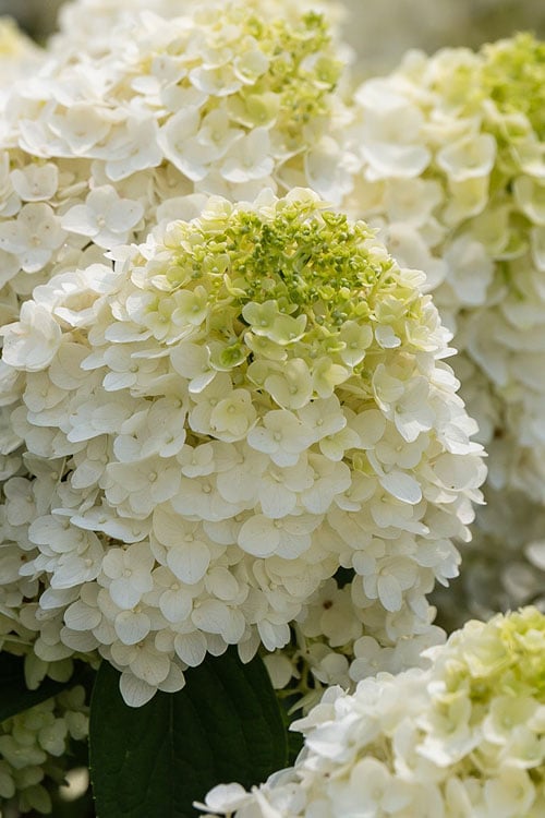  Little Hottie Hydrangea - 2.5 Gallon Pot