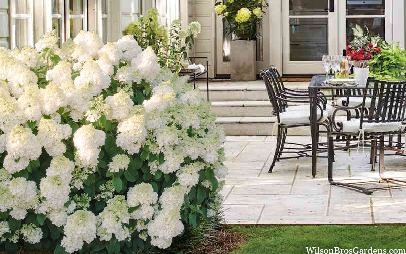  Little Hottie Hydrangea - 3 Gallon Pot