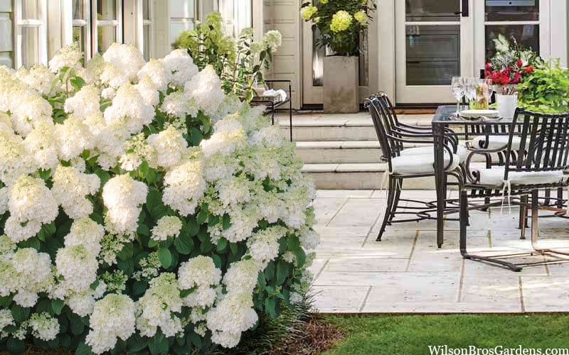  Little Hottie Hydrangea - 2.5 Gallon Pot