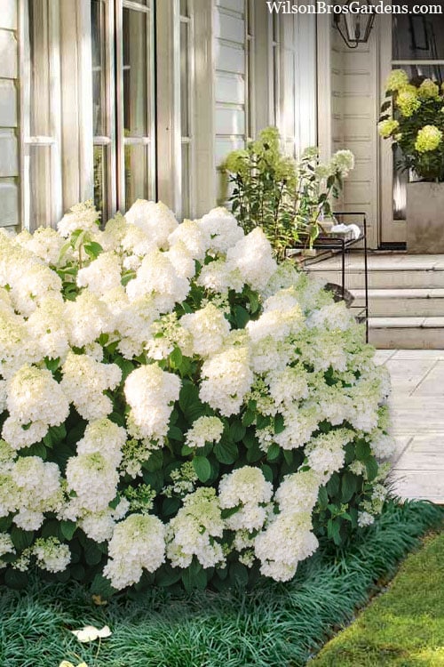  Little Hottie Hydrangea - 3 Gallon Pot