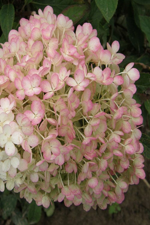  Little Hottie Hydrangea - 3 Gallon Pot