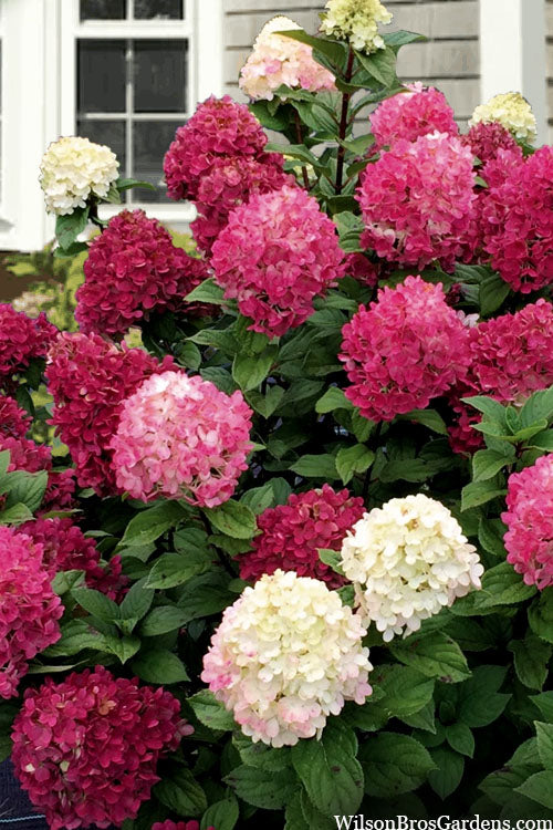  Little Lime Punch Hydrangea - 3 Gallon Pot