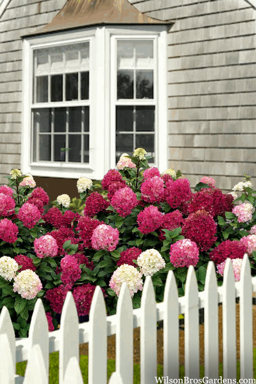 Little Lime Punch Hydrangea - 3 Gallon Pot