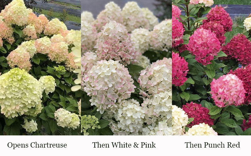  Little Lime Punch Hydrangea - 3 Gallon Pot