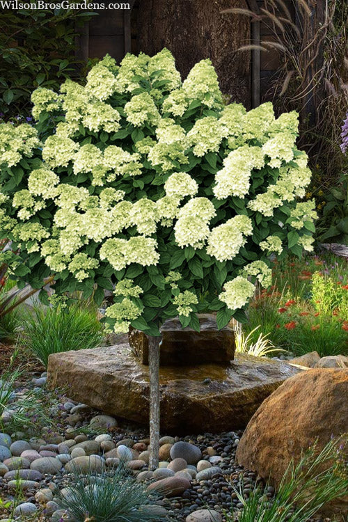 Little Lime Hydrangea - Single Trunk Tree Form - 7 Gallon Pot