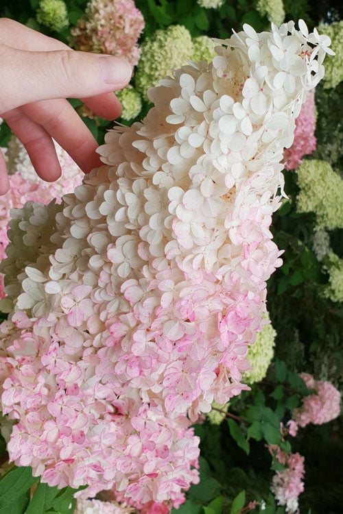  Phantom Hydrangea - 5 Gallon Pot