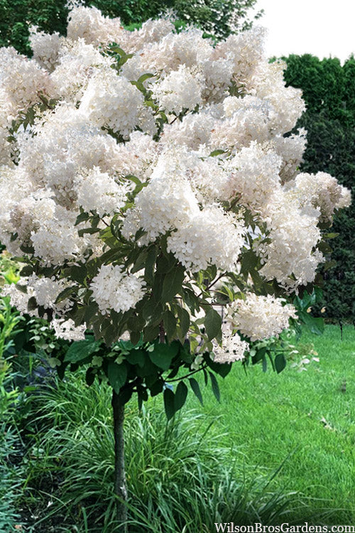  Phantom Hydrangea (Single Trunk Tree Form) - 7 Gallon Pot