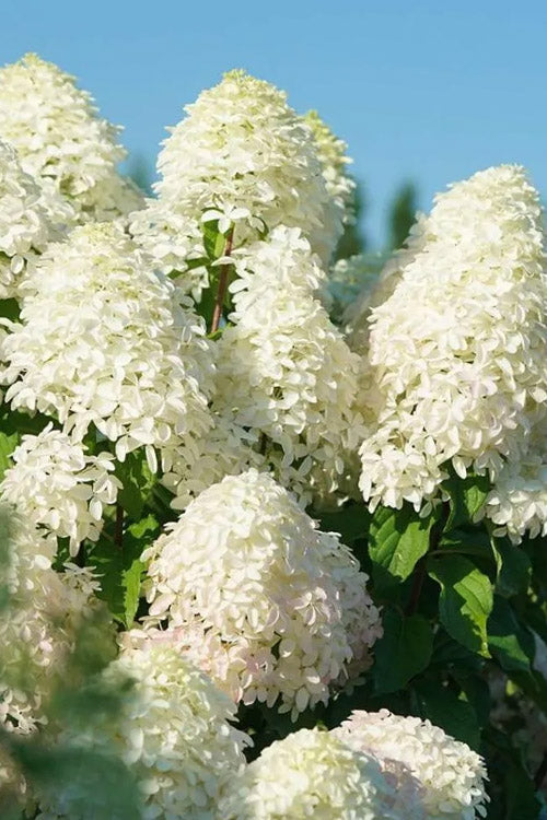  Quick Fire Fab Hydrangea (Single Trunk Tree Form) - 7 Gallon Pot
