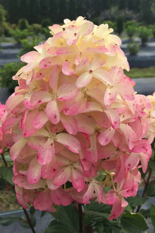  Quick Fire Fab Hydrangea (Single Trunk Tree Form) - 7 Gallon Pot