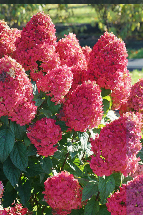  Quick Fire Fab Hydrangea (Single Trunk Tree Form) - 7 Gallon Pot